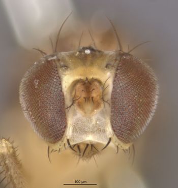 Media type: image;   Entomology 13417 Aspect: head frontal view